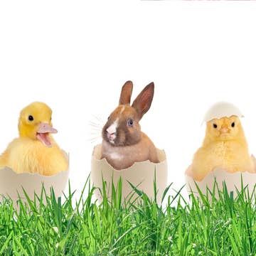 All Year Long Tray Inserts