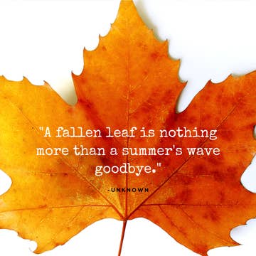 All Year Long Tray Inserts